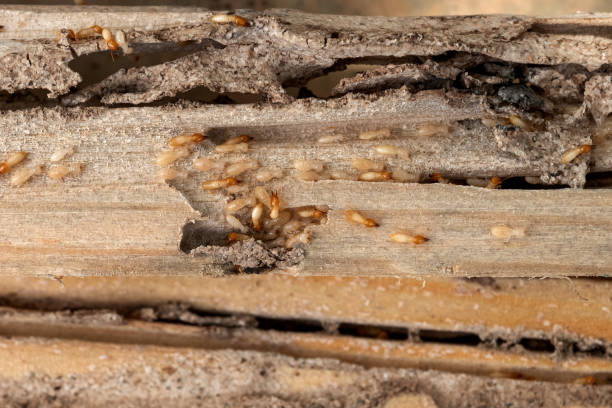 Best Emergency Pest Control  in Millvale, PA